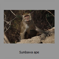 Sumbawa ape